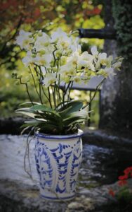 Blumen-Tschan-Wiedlisbach-Wangen-an-der-Aare-Solothurn-07