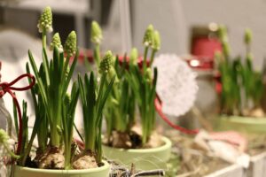 Blumen-Tschan-Wiedlisbach-Wangen-an-der-Aare-Solothurn-13