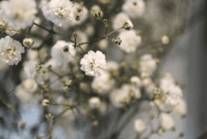 Blumen-Tschan-Wiedlisbach-Wangen-an-der-Aare-Solothurn-22