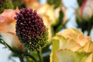 Blumen-Tschan-Wiedlisbach-Wangen-an-der-Aare-Solothurn-24