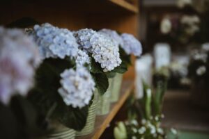 Blumen-Tschan-Wiedlisbach-Wangen-an-der-Aare-Solothurn-25