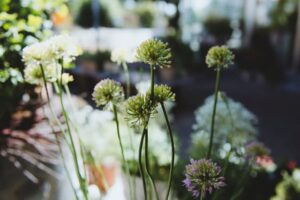 Blumen-Tschan-Wiedlisbach-Wangen-an-der-Aare-Solothurn-27