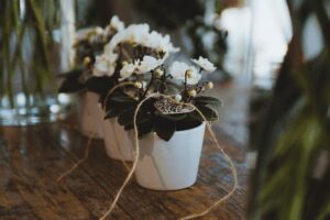 Blumen-Tschan-Wiedlisbach-Wangen-an-der-Aare-Solothurn-28