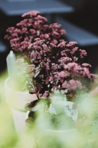 Blumen-Tschan-Wiedlisbach-Wangen-an-der-Aare-Solothurn-29