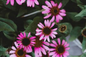 Blumen-Tschan-Wiedlisbach-Wangen-an-der-Aare-Solothurn-31