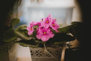 Blumen-Tschan-Wiedlisbach-Wangen-an-der-Aare-Solothurn-34