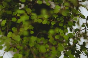 Blumen-Tschan-Wiedlisbach-Wangen-an-der-Aare-Solothurn-35